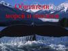 Морские обитатели