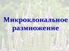 Микроклональное размножение