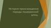 История происхождения породы померанский шпиц