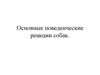 Основные поведенческие реакции собак. Урок 15
