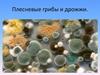 Плесневые грибы и дрожжи