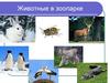Животные в зоопарке