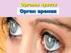 Органы чувств. Орган зрения