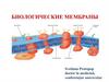 Биологические мембраны