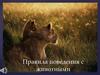 Правила поведения с животными