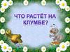 Что растёт на клумбе