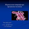 Нормальная микрофлора организма человека
