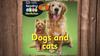 Dogs and cats