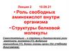 Роль свободных аминокислот внутри организма. Структуры белковой молекулы. Лекция 2