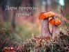 Дары природы – грибы!