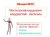 Гистология сердечно-сосудистой системы