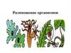 Размножение организмов