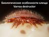 Биологические особенности клеща Varroa destructor