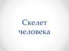 Скелет человека
