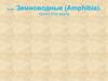 Класс Земноводные (Amphibia)
