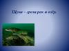 Щука – гроза рек и озёр
