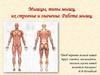 Мышцы, типы мышц, их строение и значение. Работа мышц