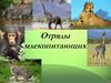 Отряды млекопитающих. Занятие 8
