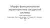 Морфо-функциональная характеристика сосудистой системы
