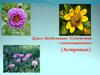 Класс двудольные. Семейство сложноцветные (Астровые)