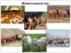 Животноводство. Направления скотоводства