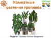 Комнатные растения тропиков