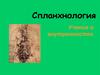 Спланхнология. Учение о внутренностях