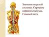 Значение нервной системы. Строение нервной системы. Спинной мозг