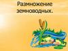 Размножение и многообразие земноводных