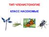 Тип Членистоногие. Класс Насекомые