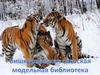 Тигровая викторина