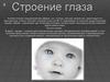 Строение глаза