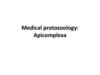 Medical protozoology: Apicomplexa