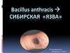 Сибирская язва