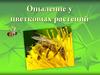 Опыление у цветковых растений
