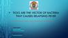 Ticks are The vector of bacteria that Causes relapsing fever