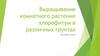 Выращивание комнатного растения хлорофитум в различных грунтах