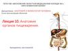 Анатомия органов пищеварения