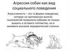 Агрессия собак, как вид социального поведения