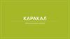 Каракал