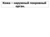 Кожа – наружный покровный орган