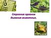 Строение органов дыхания животных