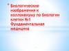 Биологические изображения к коллоквиуму по биологии клетки №1. Фундаментальная медицина