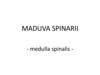 Maduva spinarii