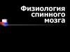 Физиология спинного мозга