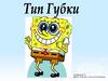 Тип Губки. Строение. Форма тела