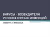 Вирусы – возбудители респираторных инфекций. Вирус гриппа