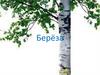 Берёза. Что такое берёза