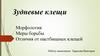 Зудневые клещи. Морфология.меры борьбы