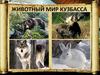 Животный мир Кузбасса